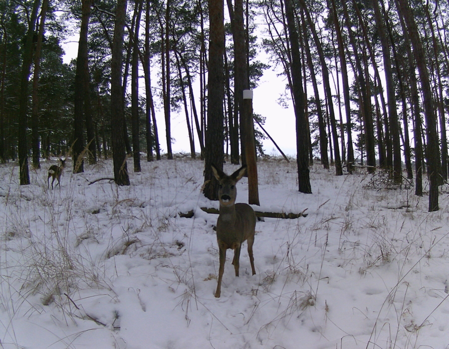 Wildcamera